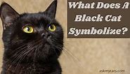 Black Cat Spiritual Meaning: What Does A Black Cat Symbolize?