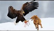 10 Largest Birds Of Prey In The World