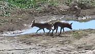 Mating Coyotes Become Stuck Litterally Inseparable