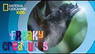 Bat Has REALLY Long Tongue | Freaky Creatures