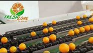 Valencia Orange from Egypt under Sorting and Packing by Fresh Zone