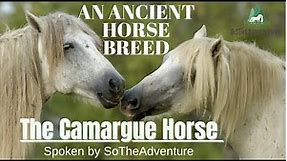 The History Of The Horses In The Camargue Region, France | One Of Oldest Horse Breeds In The World