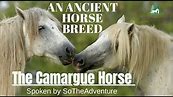 The History Of The Horses In The Camargue Region, France | One Of Oldest Horse Breeds In The World