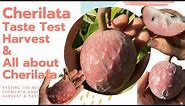 Cherilata Annona Fruit - Harvest & Taste Review | All About the Cherilata Annona Hybrid