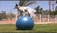 funny dogs, best pets agility, amazing dog talent, clever intelligent tricks