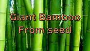 Growing Giant Bamboo from Seed - Phyllostachys pubescens