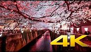 Nakameguro Cherry Blossom by Night - Tokyo - 中目黒のさくら - 4K Ultra HD