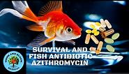 Antibiotic Azithromycin