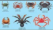 The 10 Biggest Crabs In The World