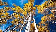 Pando, This Huge Grove Of Trees, Is The Largest Living Thing On Earth
