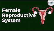 Female Reproductive System | Infinity Learn NEET