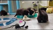 A whole litter of black Persian kittens!