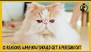 12 Reasons Why You Should Get a Persian Cat