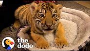 A Year In The Life Of A Baby Tiger | The Dodo Little But Fierce