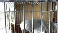 Very funny parrot says shut up lol!!!