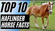 Top 10 Interesting Facts About The Haflinger Horse