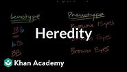 Introduction to Heredity
