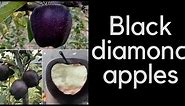 Black diamond apple | Expensive fruit in the world | Health benefits | Rare fruit| Chinese red apple