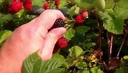 Easy to Grow Triple Crown Thornless Blackberries