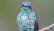 Small bird #birdwatching #tropicalbirds #amazingview #birdlife #colorfulbirds #viral_video #viralreels | Colorful Birds