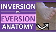 Inversion and Eversion of the Foot, Ankle | Body Movement Terms Anatomy