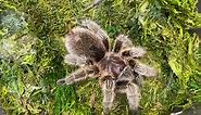 Ken Ham - World’s largest spider! 🕷 Creepy crawling...