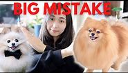 5 Common Mistakes That New Pomeranian Owners Make