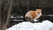 Red fox in winter at Maine Wildlife Park