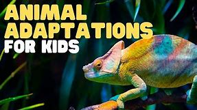 Animal Adaptations for Kids, Learn about physical, life cycle, and behavioral adaptations of animals