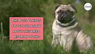 The Pug: 5 things you should know about this breed before adopting