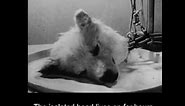 In 1940s, Russian scientists kept a dog’s head alive for a few hours. (Graphic)