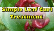 How To Treat Leaf Curl in Peaches (Best Treatment)