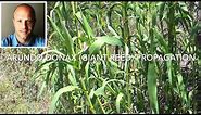 Giant Reed (Arundo donax) propagation