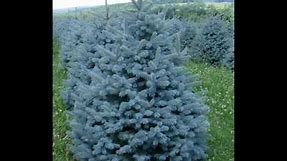 Plant a Blue Spruce Tree