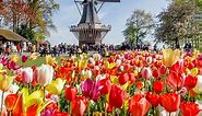 Flowers of Amsterdam | I amsterdam