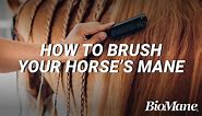 How To Properly Brush Your Horse's Mane