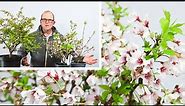 Kojo No Mai flowering cherry bonsai - Styling and Root work