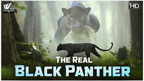 द रियल ब्लैक पैंथर - The Real Black Panther The Big Black Cat | World Documentary HD