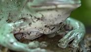 These 2 species of tree frogs are my favorites and will be yours too | Wickens Wicked Reptiles