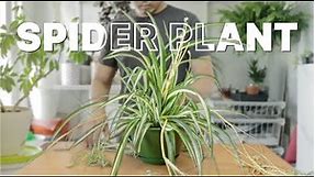 spider plant | Repotting + Care Guide