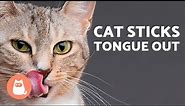 My CAT Keeps STICKING OUT Their TONGUE🐱👅 (6 Reasons Why)