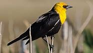 Yellow-headed Blackbird Identification, All About Birds, Cornell Lab of Ornithology
