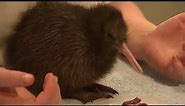 The world's cutest animal? - Baby Kiwi