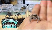 Feeding my ADORABLE jumping spiders! Phidippus regius Update