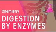 Digestion By Enzymes | Organic Chemistry | Chemistry | FuseSchool