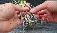 Chives, How To Divide And Propagate