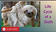 Life Cycle of a Sloth