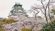 Kansai Cherry Blossoms Guide: Best 8 Places To See Sakura in Osaka, Kyoto and Nara (2024) | LIVE JAPAN travel guide