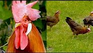 Brown Leghorn CHICKEN BREEDS E3 partridge hens and rooster - Rebhuhnfarbige Italiener Hühner