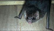 The Hairy-legged Vampire Bat has Nice Eyes